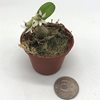 dendrobium peguanum